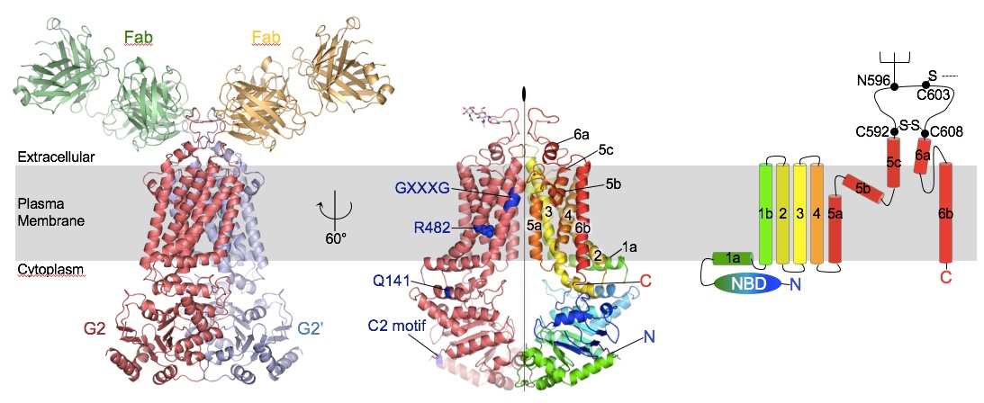 ABC Transporters – Locher Lab | ETH Zurich