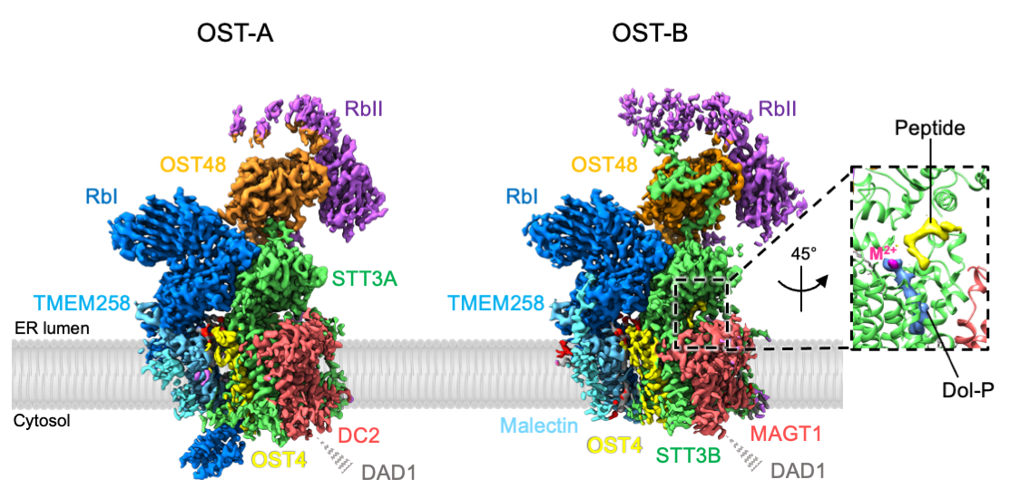 Protein N-Glycosylation – The Locher Lab | ETH Zurich