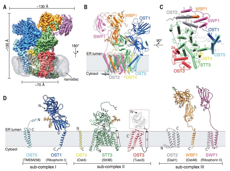 Protein N-Glycosylation – Locher Lab | ETH Zurich