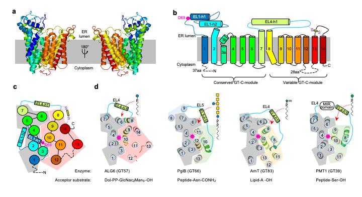 Protein N-Glycosylation – The Locher Lab | ETH Zurich